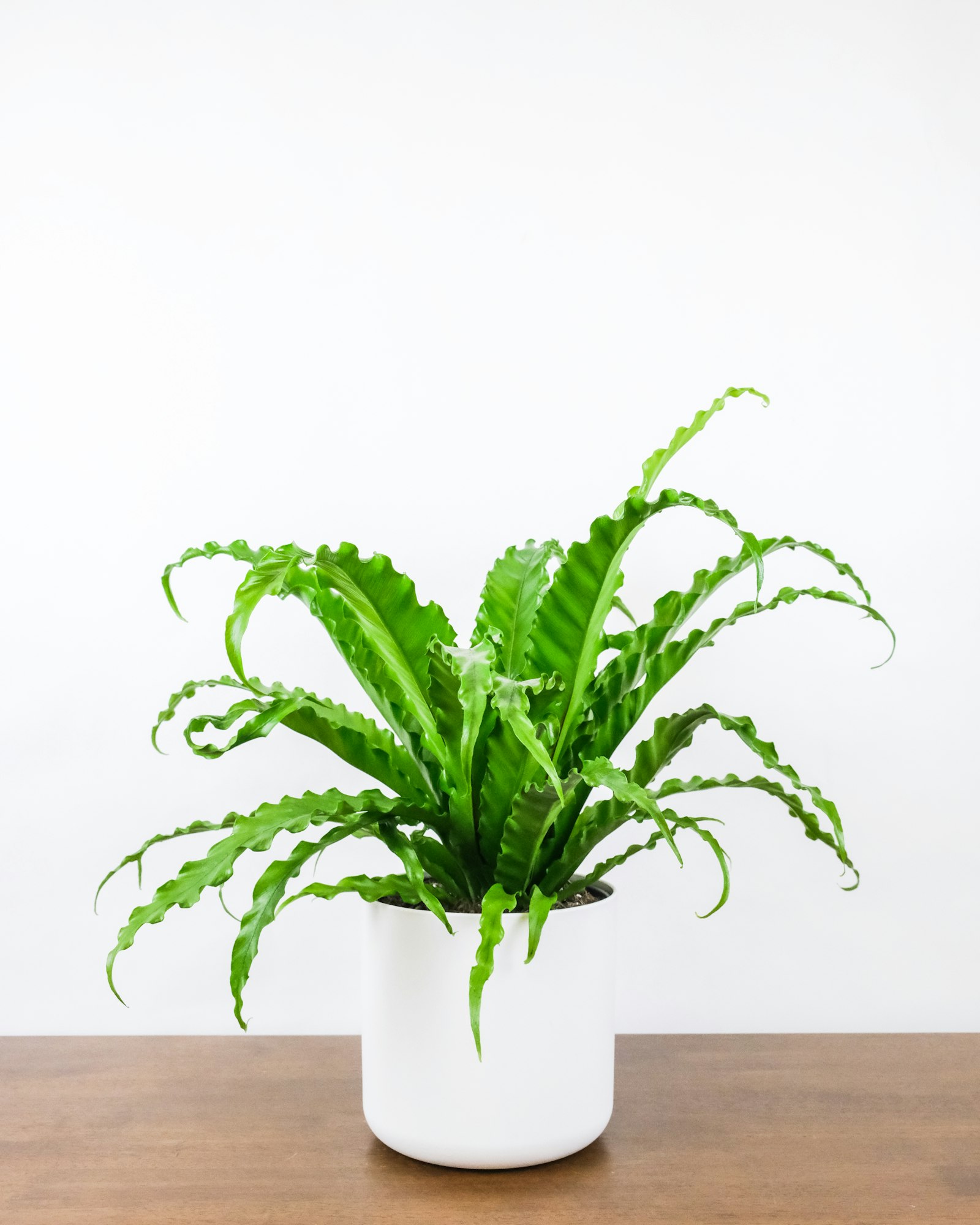 Vertical shot of a potted bird's-nest fern on the table against a white background
