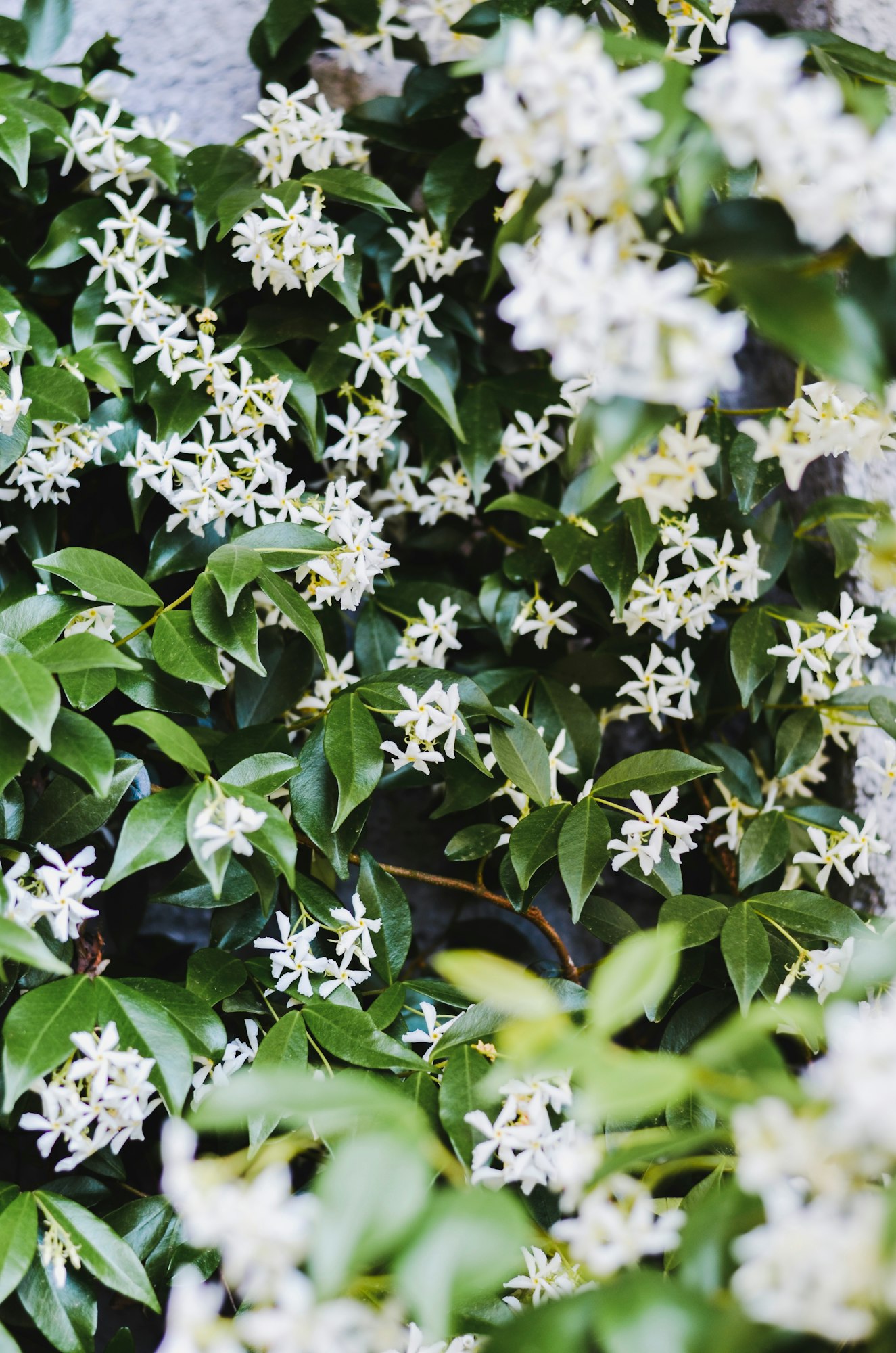 Flowering jasmine