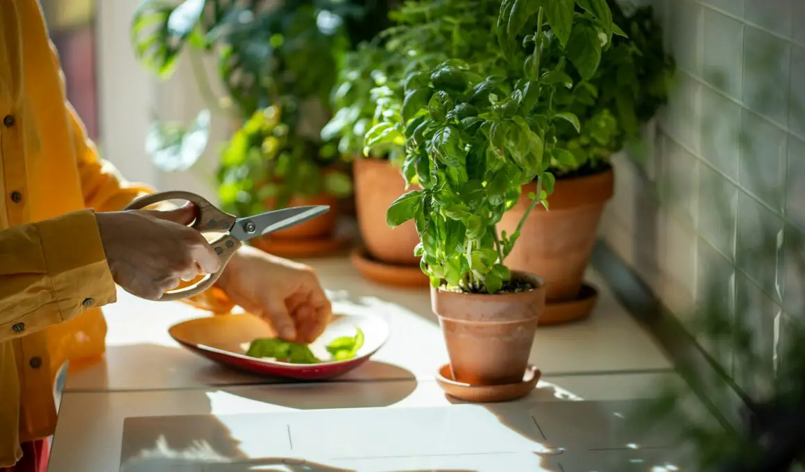 How to Grow Basil At Home