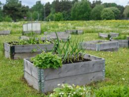 Benefits of Raised Garden Beds