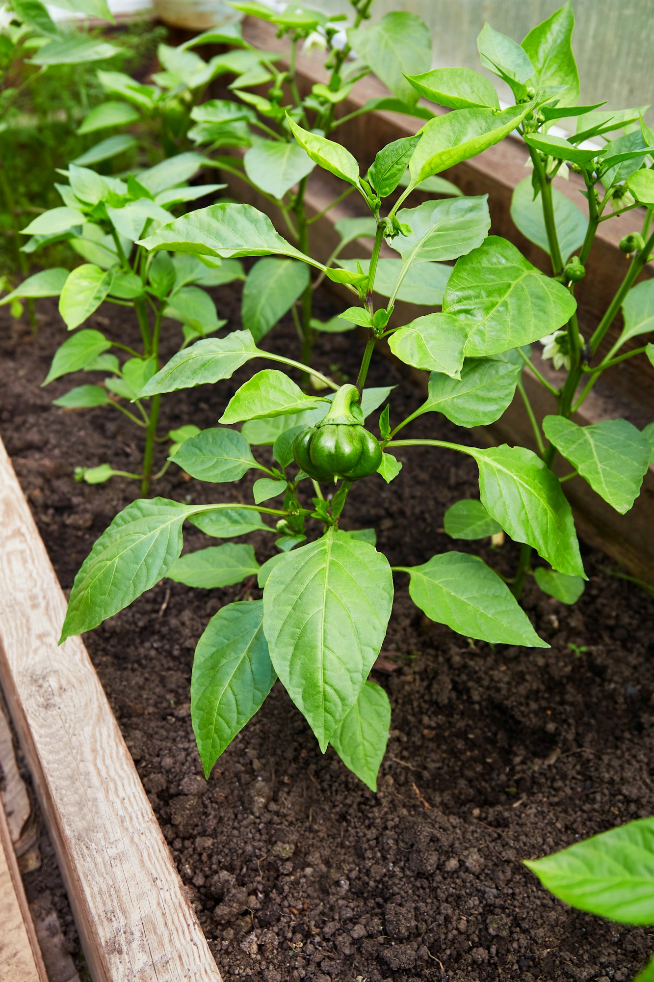 pepper Seedling