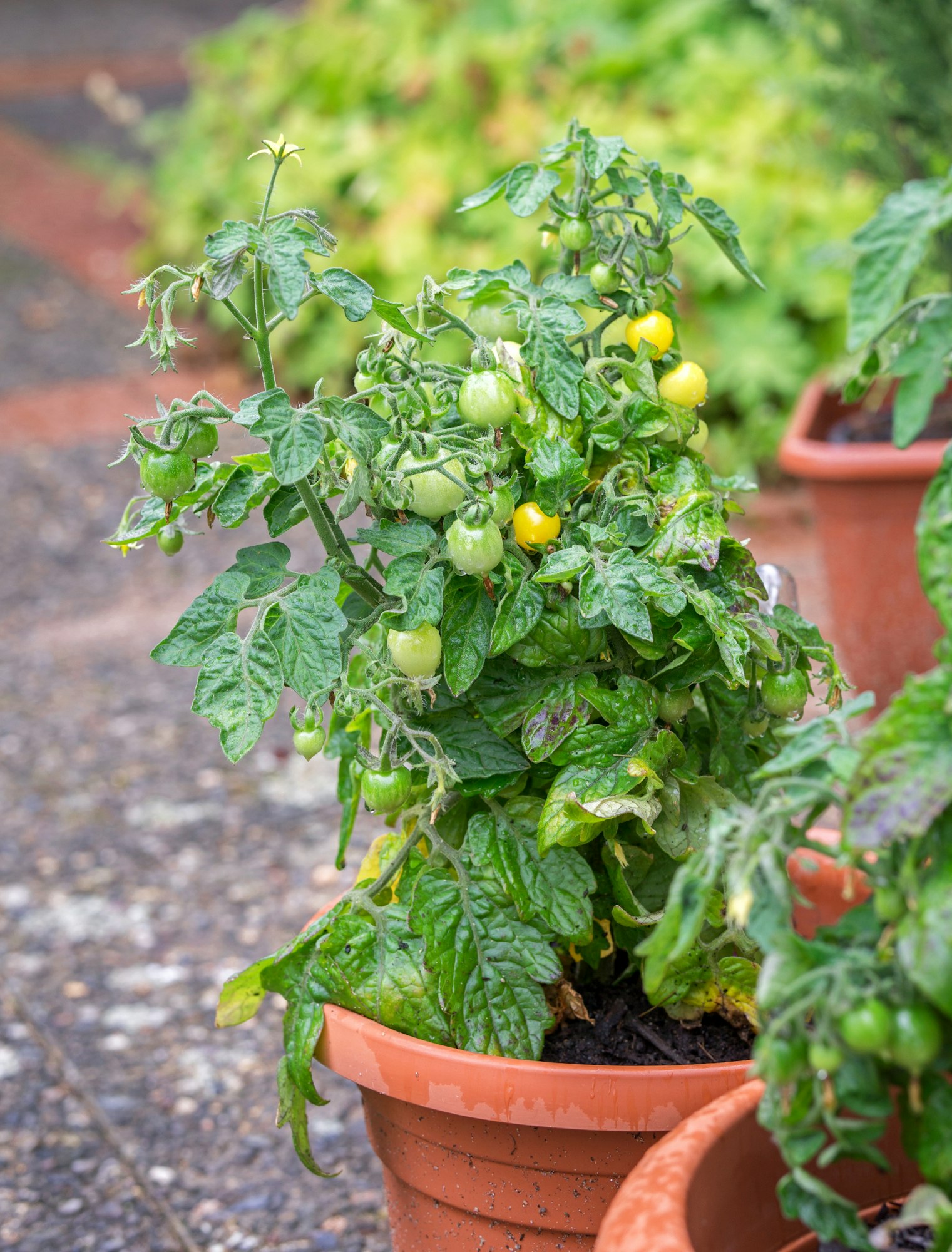 Caring for Your Tomato Plants