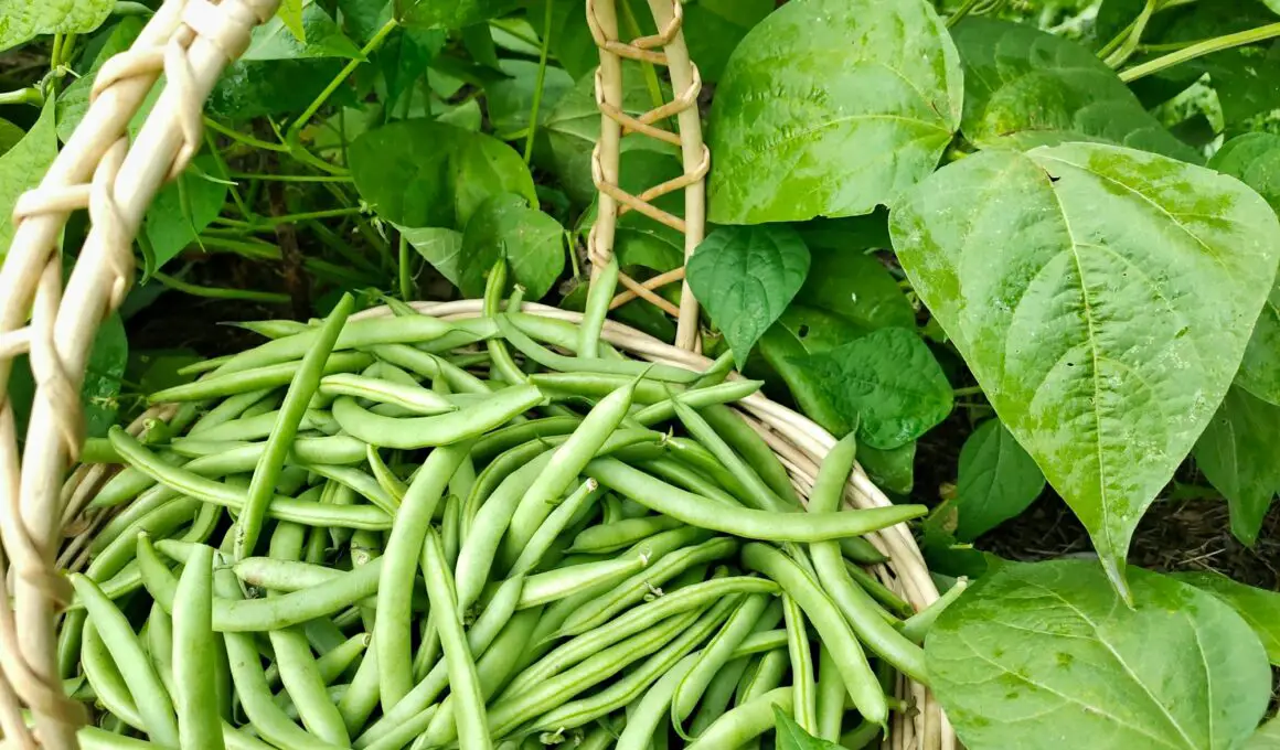 How to Grow Beans At Home