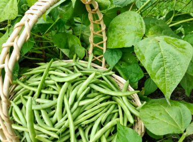How to Grow Beans At Home