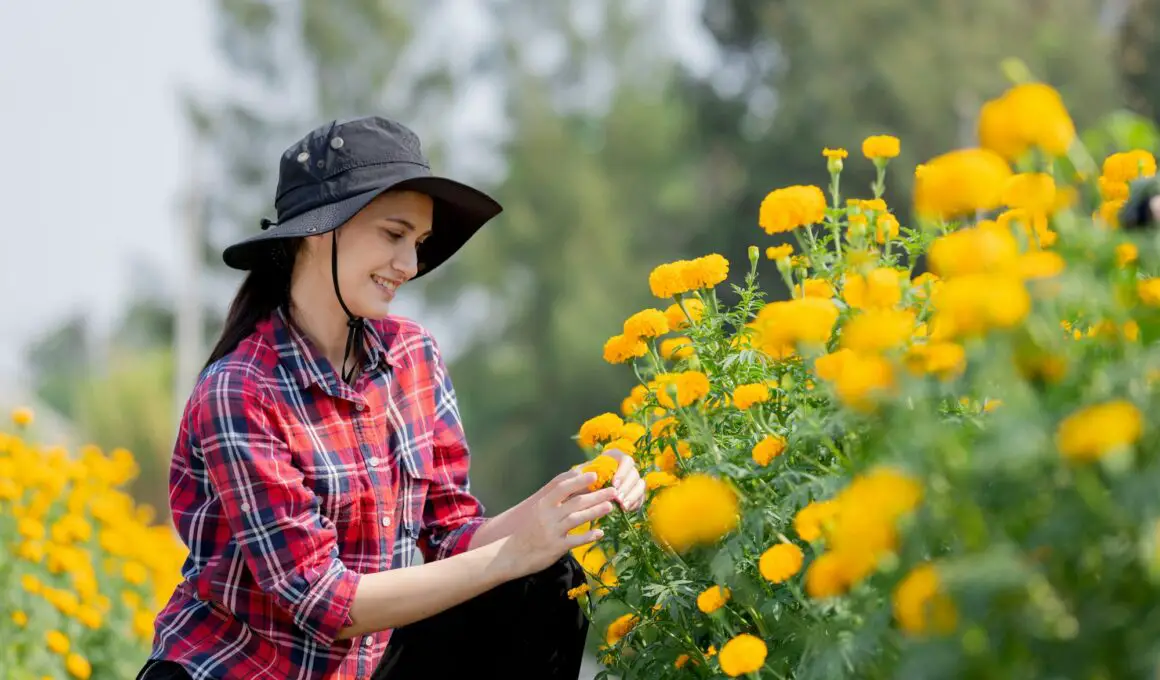 How to Grow Marigold At Home