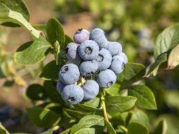 How to Grow Blueberries At Home