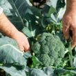 How to Grow Broccoli At Home