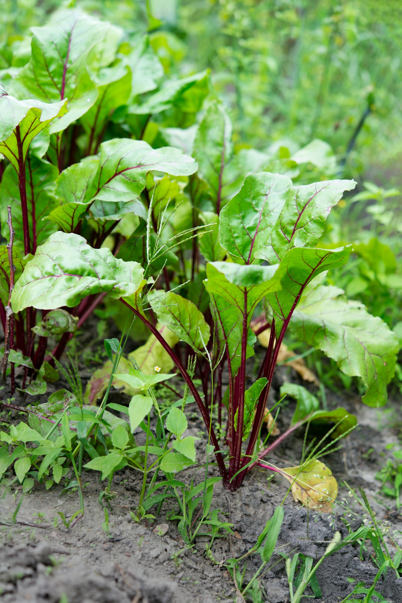 Caring for Your Beet Plants