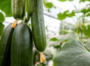 How to Grow Cucumbers At Home