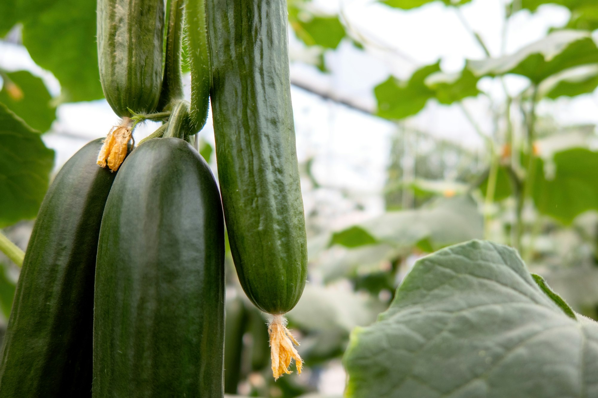 How to Grow Cucumbers At Home