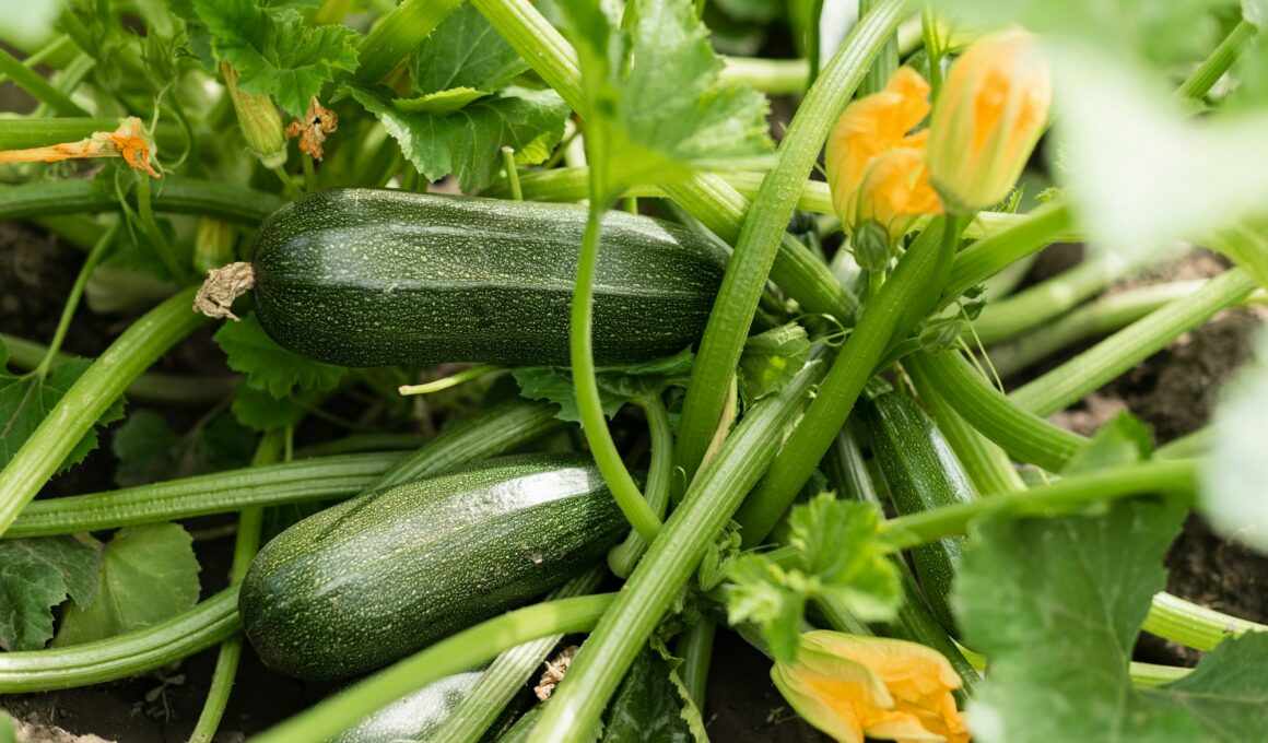 How to Grow Zucchini At Home