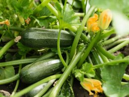 How to Grow Zucchini At Home