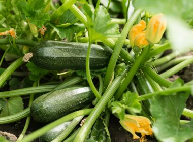 How to Grow Zucchini At Home