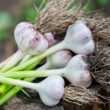How to Grow Garlic At Home