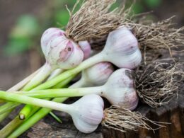 How to Grow Garlic At Home