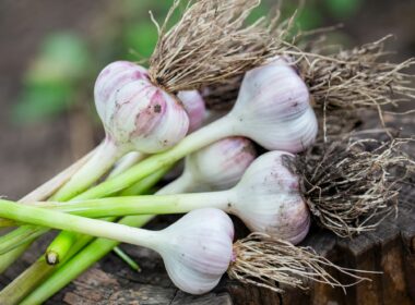 How to Grow Garlic At Home