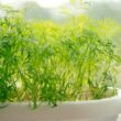 How to Grow Dill At Home