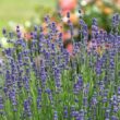 How to Grow Lavender At Home