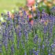 How to Grow Lavender At Home
