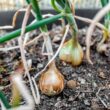 How to Grow Onions At Home