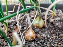 How to Grow Onions At Home