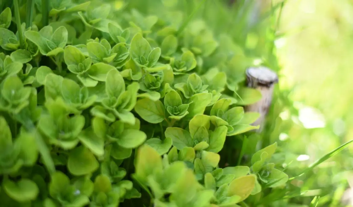 How to Grow Oregano At Home