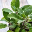 How to Grow Sage At Home