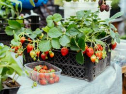 How to Grow Strawberry At Home