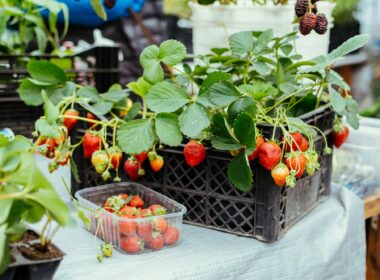 How to Grow Strawberry At Home