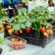 How to Grow Strawberry At Home