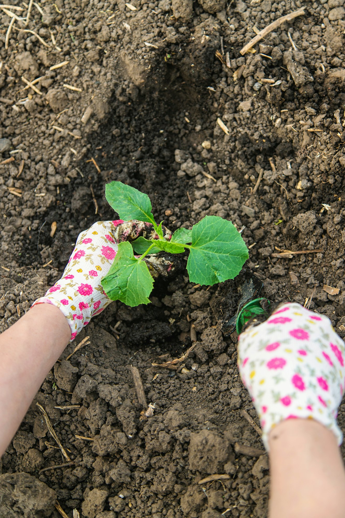 Planting Your Zucchini