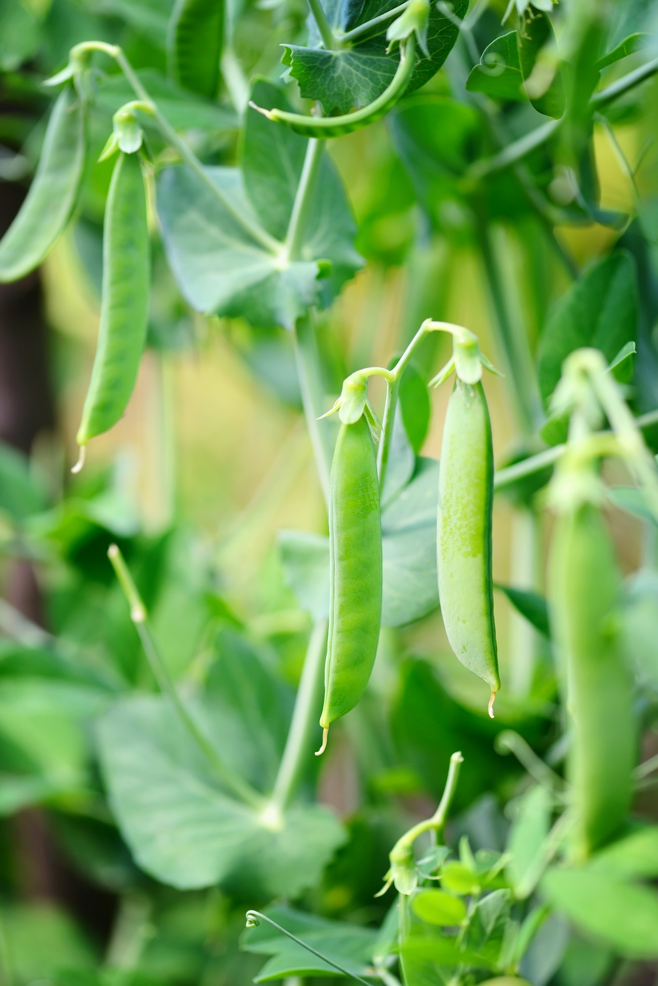 Caring for Your Bean Plants