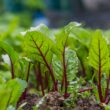 How to Grow Beets At Home