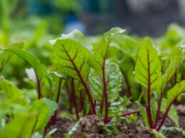 How to Grow Beets At Home