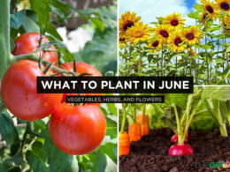 WHAT TO PLANT IN JUNE
