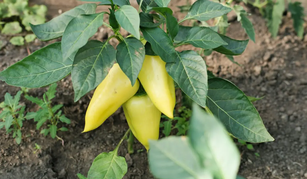 Tips to Make Bell Peppers Grow Faster