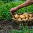 Making Potatoes Grow Faster