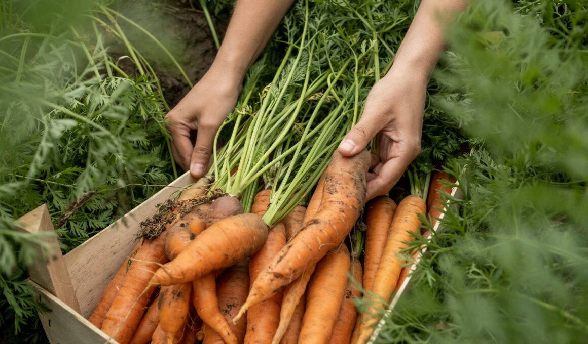 Making Carrots Grow Faster