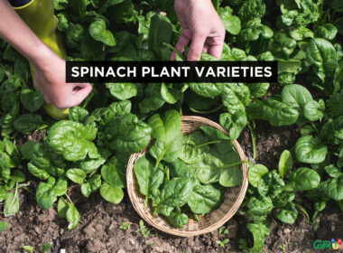 spinach plant varieties