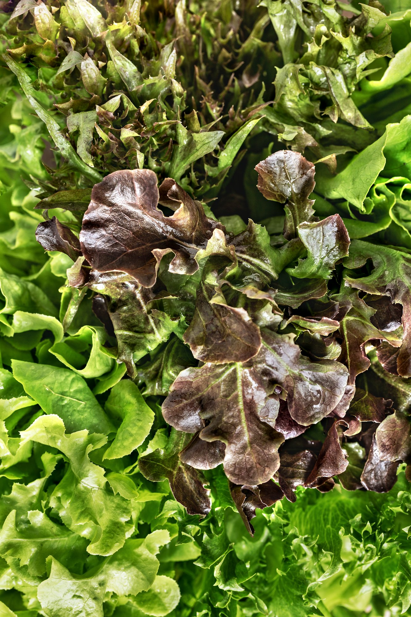 Choose the Right Lettuce Variety