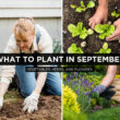 What to Plant In September