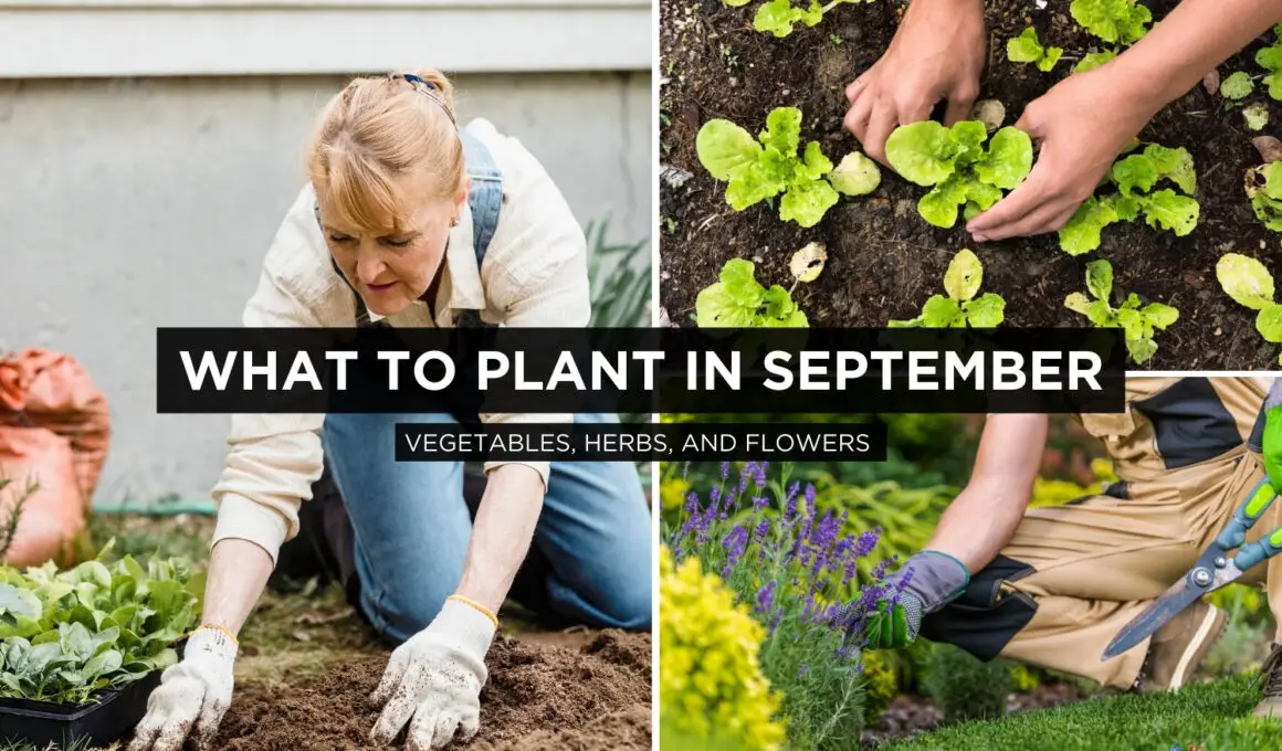 What to Plant In September