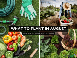What to Plant In August: 15 Food, Herbs, Flowers to Grow