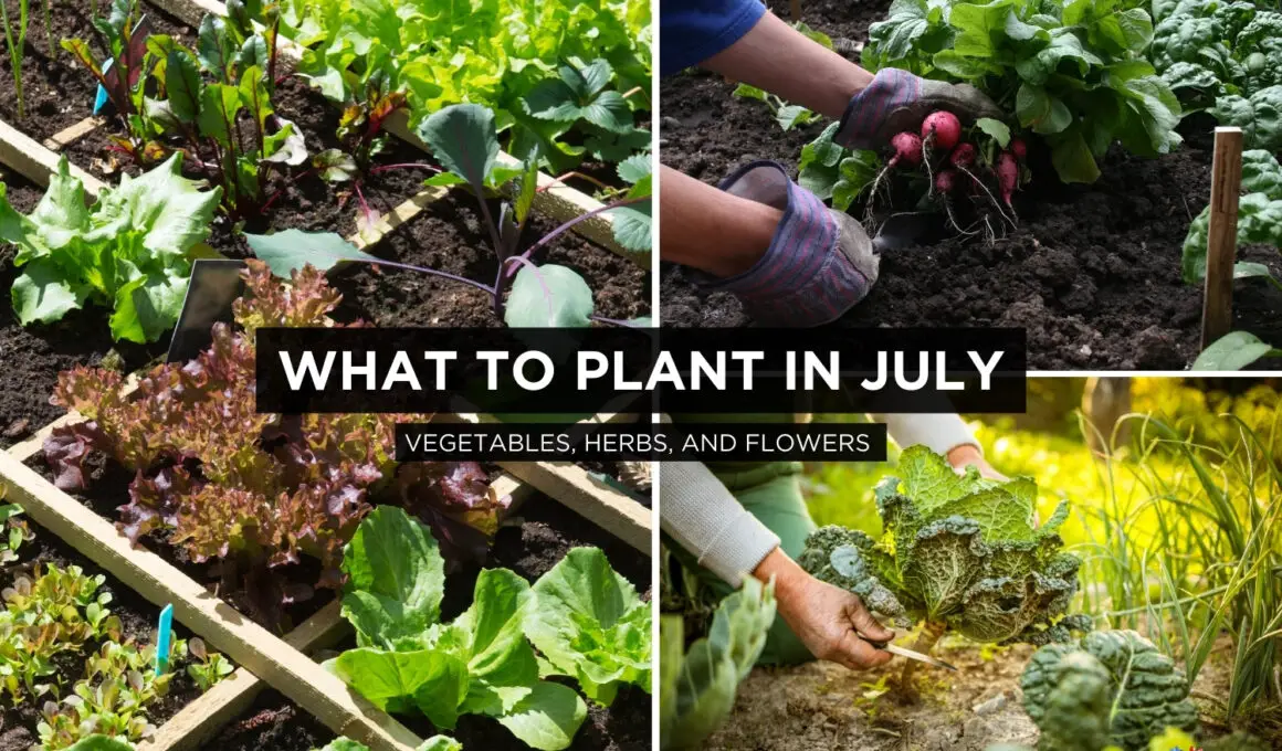 What to Plant In July