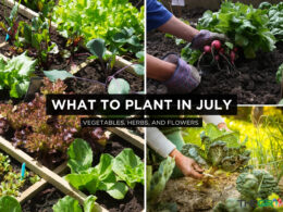 What to Plant In July
