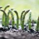 Asparagus Growth Stages & Timelines