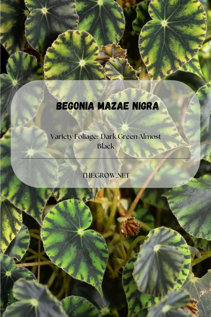 18 Common and Rare Begonia Varieties (With Pictures) TheGrow