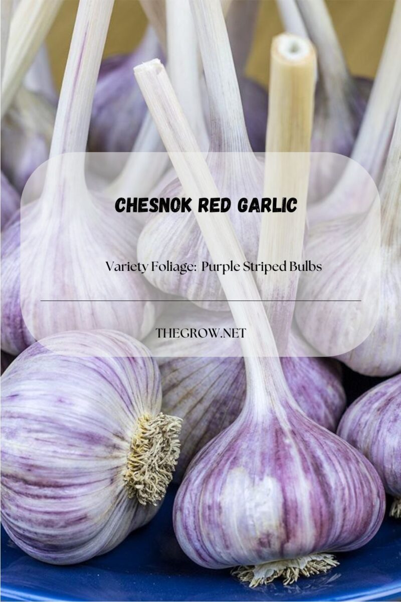 14 Common and Rare Garlic Varieties List TheGrow