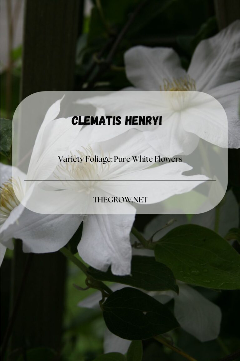 15 Common and Rare Clematis Varieties (With Pictures) | TheGrow