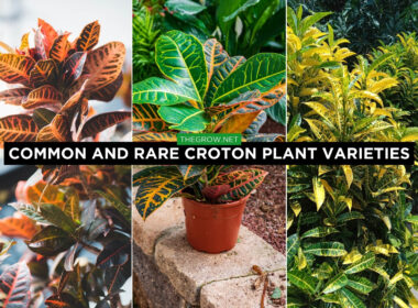Common and Rare Croton Plant Varieties